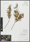 Foto von Salix alba L.